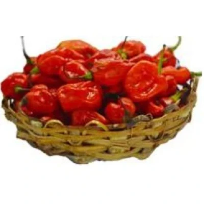 Atarodo(Scotchbonnet pepper)1kg