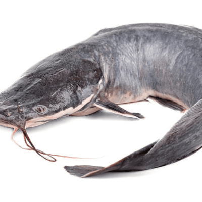 CATFISH 100G