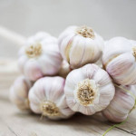 GARLIC