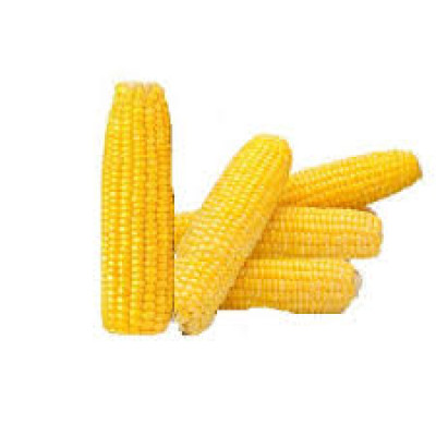 African Corn on the Corb 1 Kg (3 - 4 Pieces)