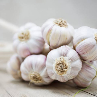 GARLIC